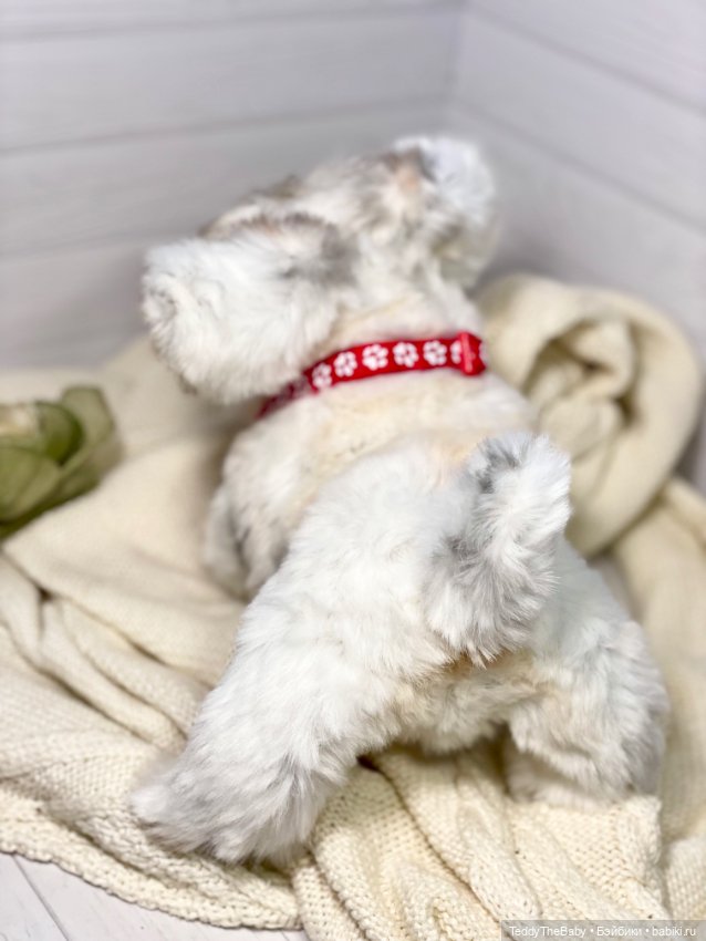 Зая 🐶🐾 — Реалистичные игрушки и звери (Натюр): собаки