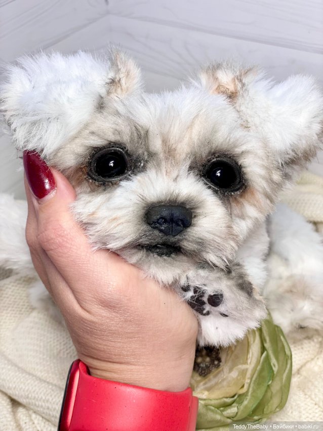 Зая 🐶🐾 — Реалистичные игрушки и звери (Натюр): собаки (фото 5)