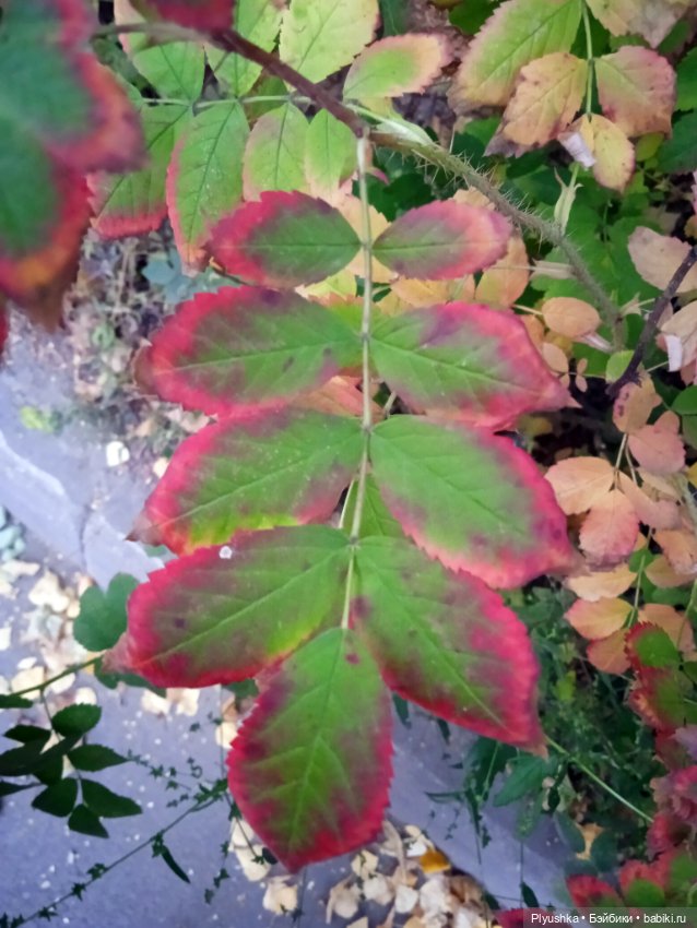 Тини Китти — Фэшн (фото 7)