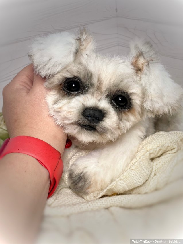 Зая 🐶🐾 — Реалистичные игрушки и звери (Натюр): собаки