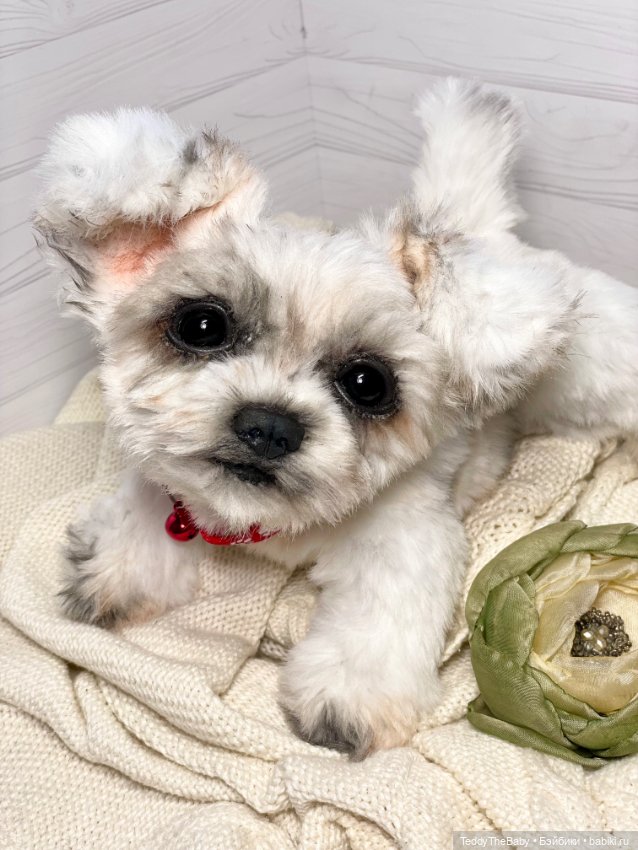 Зая 🐶🐾 — Реалистичные игрушки и звери (Натюр): собаки (фото 4)