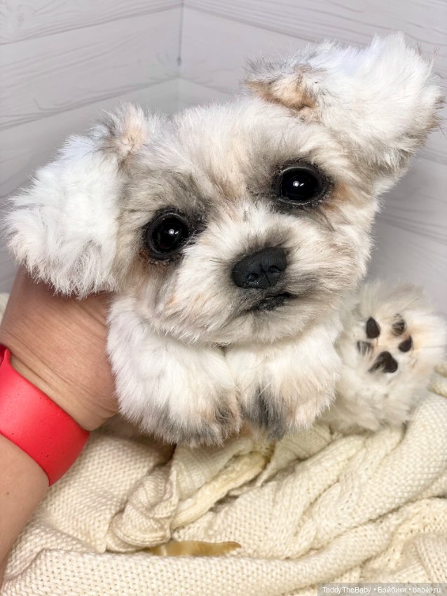 Зая 🐶🐾 — Реалистичные игрушки и звери (Натюр): собаки (фото 7)