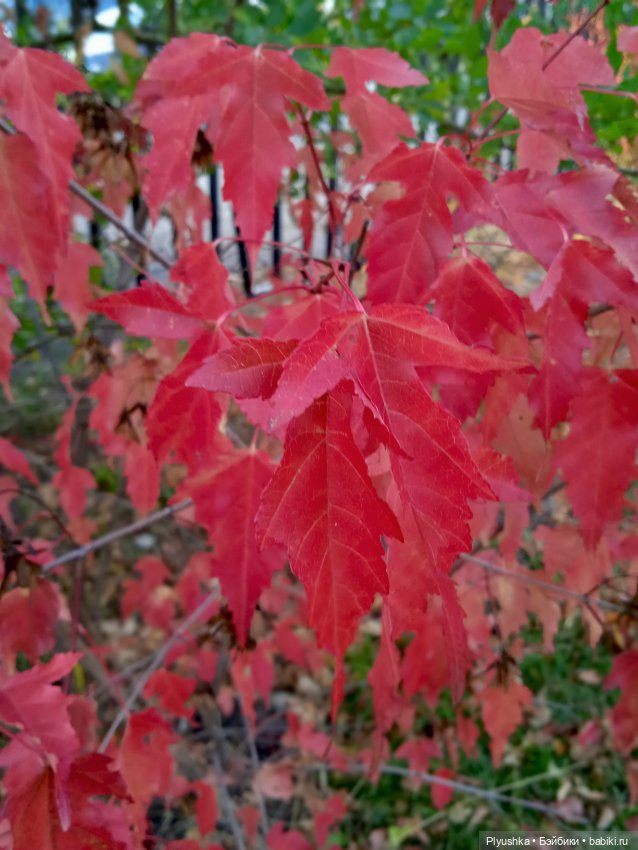 Тини Китти — Фэшн (фото 5)