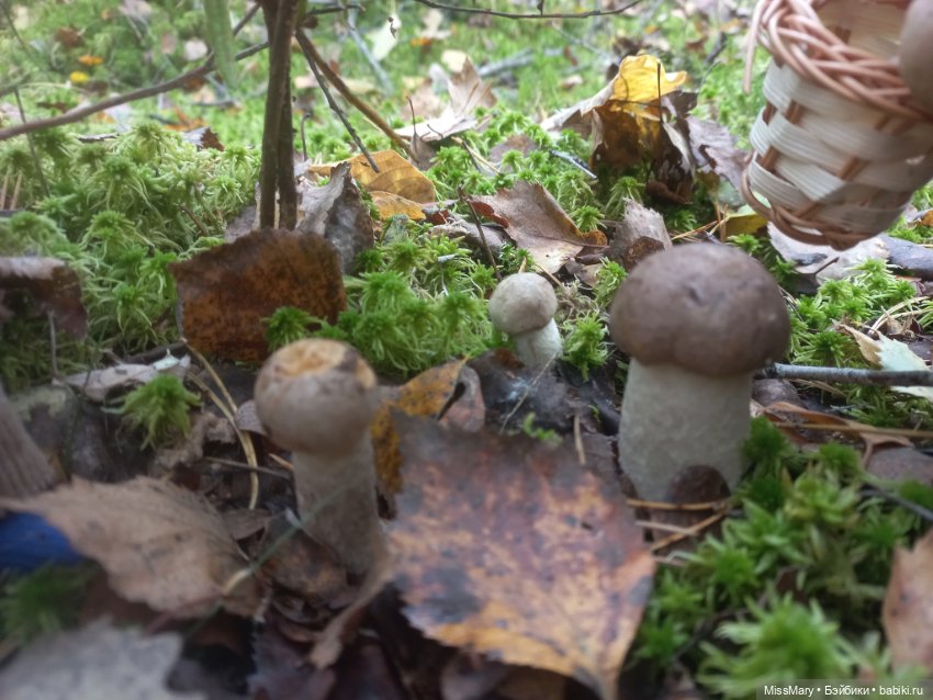 Как братья Колючкины по грибы ходили (фото 10)