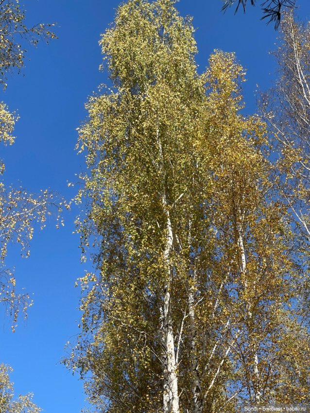 Воскресная прогулка — Испанские куклы (разное): Vestida de Azul (фото 6)