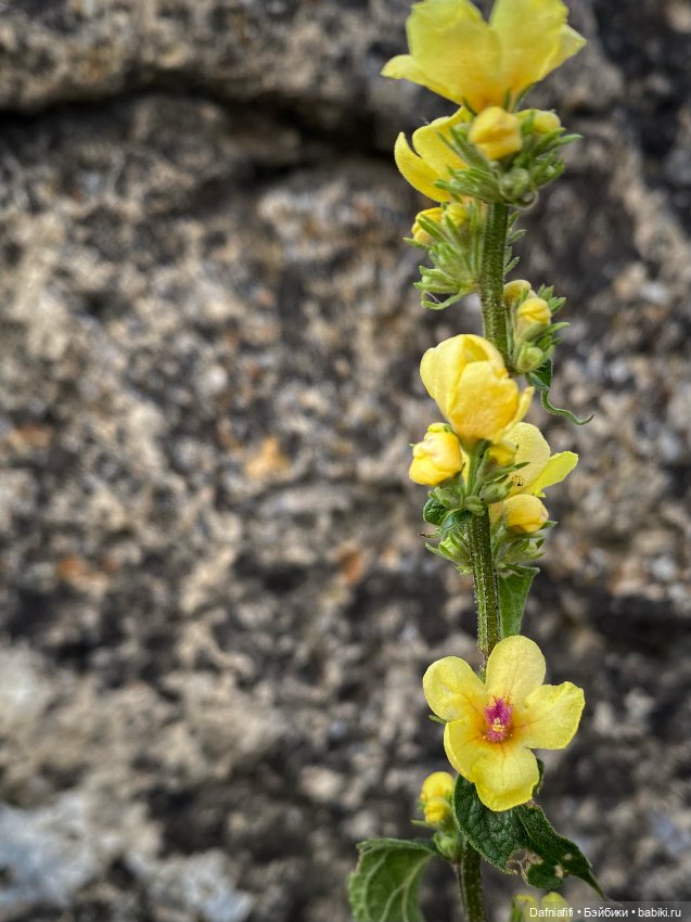 Фёкла — Куклы Milim Studio (Милим): российские БЖД