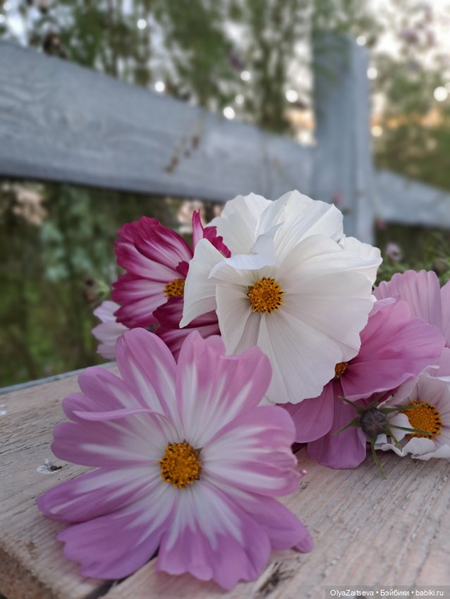 Осенние хлопоты — Разные шарнирные куклы (не БЖД): редкие