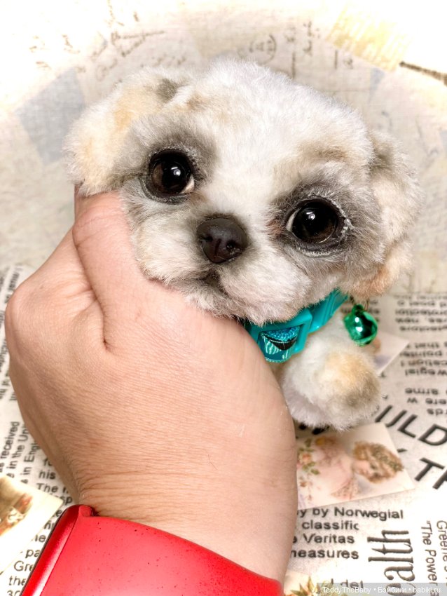 Teddy — Реалистичные игрушки и звери (Натюр): собаки