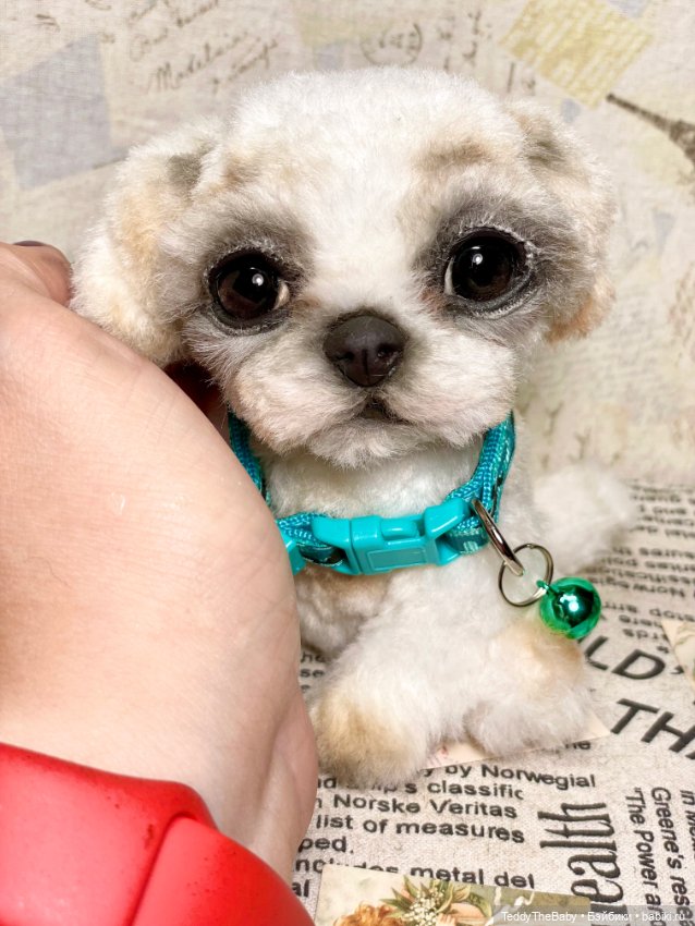 Teddy — Реалистичные игрушки и звери (Натюр): собаки