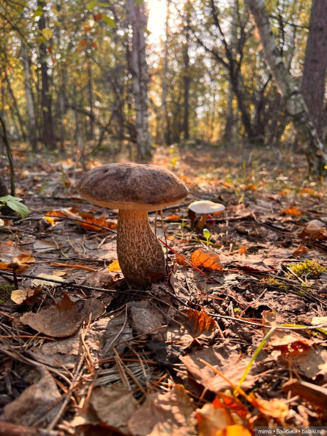 Только ленивый не сфоткал грибы (фото 7)