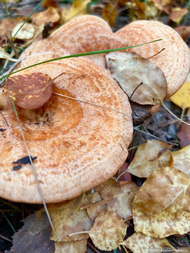 Только ленивый не сфоткал грибы (фото 5)