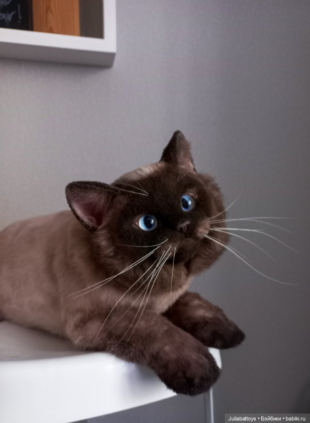 Мягкая игрушка - британец Джек