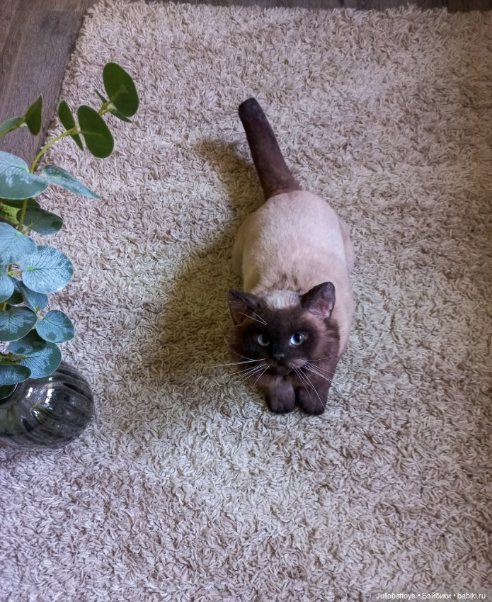 Мягкая игрушка - британец Джек