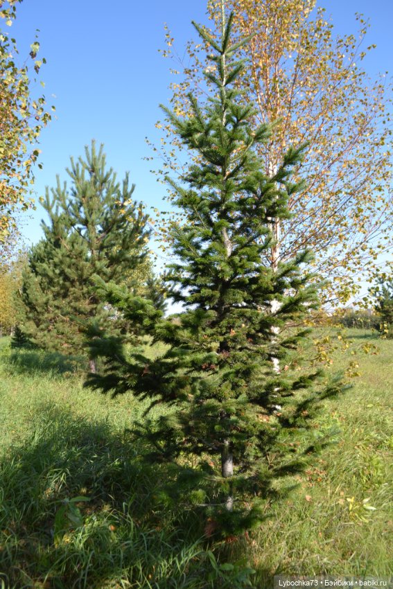 Алёнка и её первая прогулка