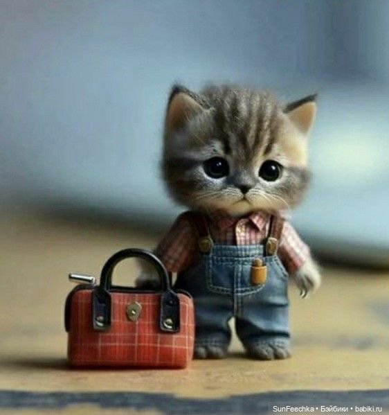 Милейшие котики для вдохновения