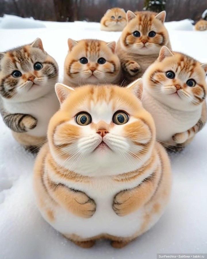 Милейшие котики для вдохновения