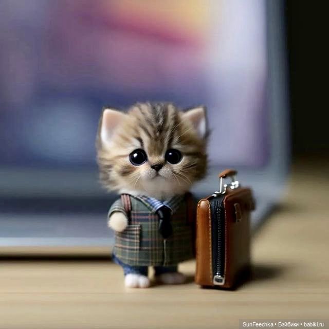 Милейшие котики для вдохновения (фото 5)