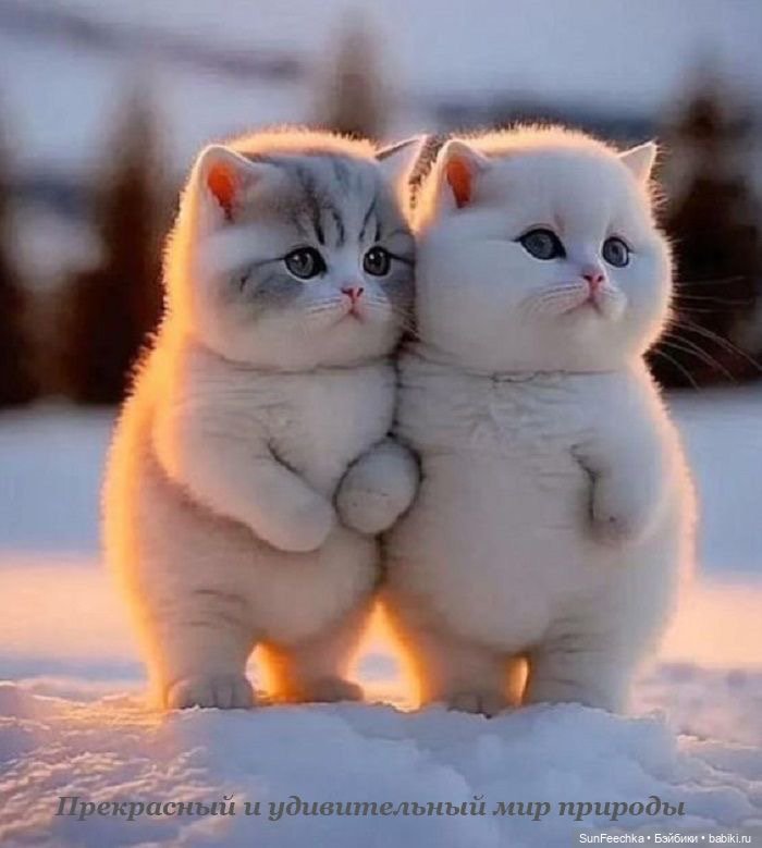 Милейшие котики для вдохновения (фото 2)