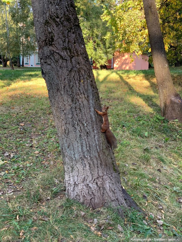 Осенняя прогулка — Куклы Barbie (Барби): Looks