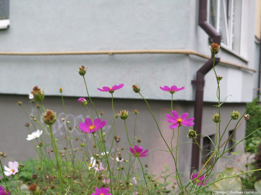 Hildy от Remco в Калининграде (фото 3)