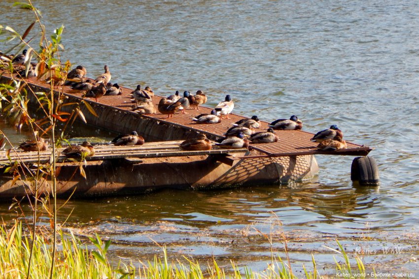 Осенняя пора — Куклы Baboliy (Баболи (фото 6)