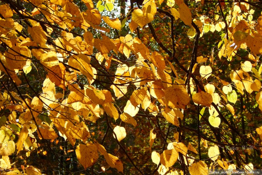 Осенняя пора — Куклы Baboliy (Баболи (фото 7)