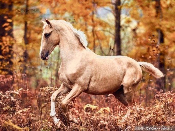 Конный театр Ларисы Луста - Часть вторая - Путь к мечте