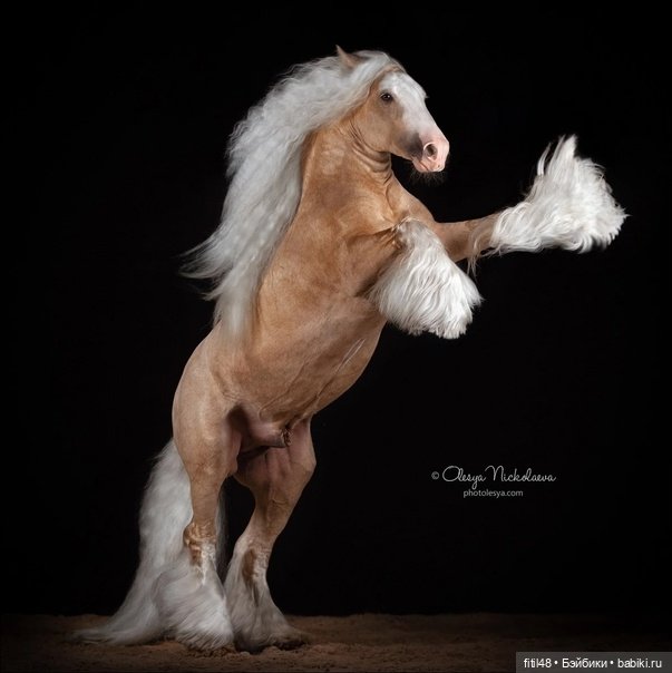 Конный театр Ларисы Луста - Часть вторая - Путь к мечте