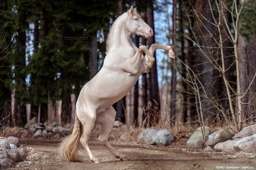 Конный театр Ларисы Луста - Часть вторая - Путь к мечте