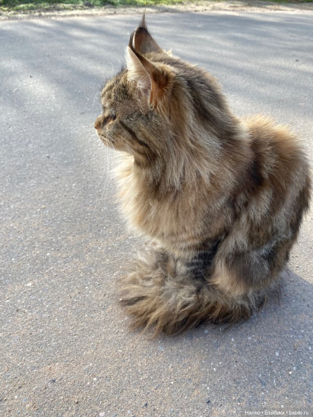 Кукла и кот — Игровые куклы разных производителей (Разное): редкие бренды (фото 5)