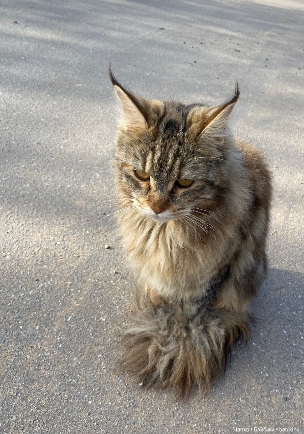 Кукла и кот — Игровые куклы разных производителей (Разное): редкие бренды (фото 6)