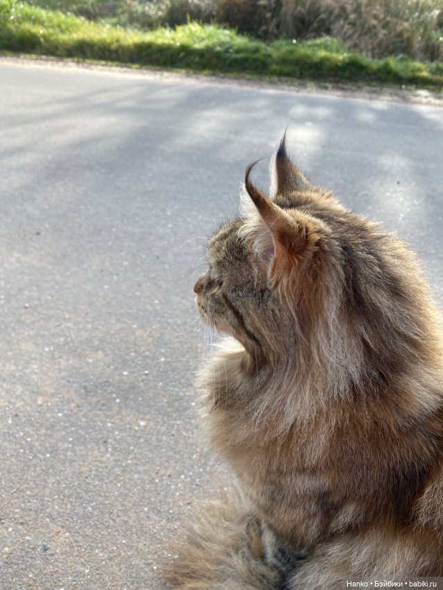 Кукла и кот — Игровые куклы разных производителей (Разное): редкие бренды (фото 3)