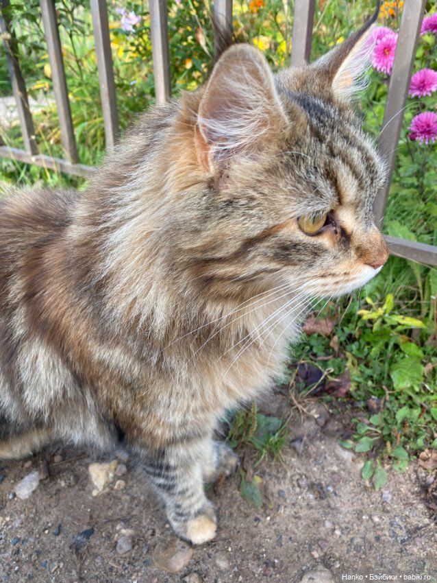 Кукла и кот — Игровые куклы разных производителей (Разное): редкие бренды (фото 2)