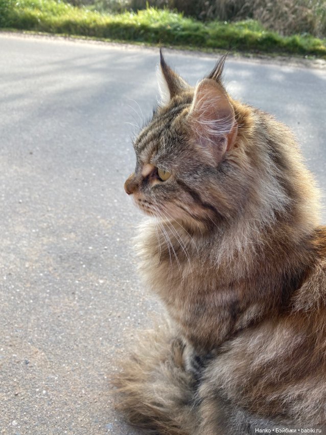 Кукла и кот — Игровые куклы разных производителей (Разное): редкие бренды (фото 4)