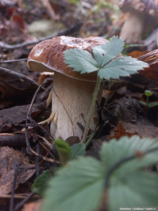 Веселые картинки. День грибника