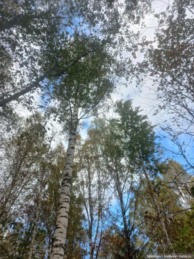 Веселые картинки. День грибника