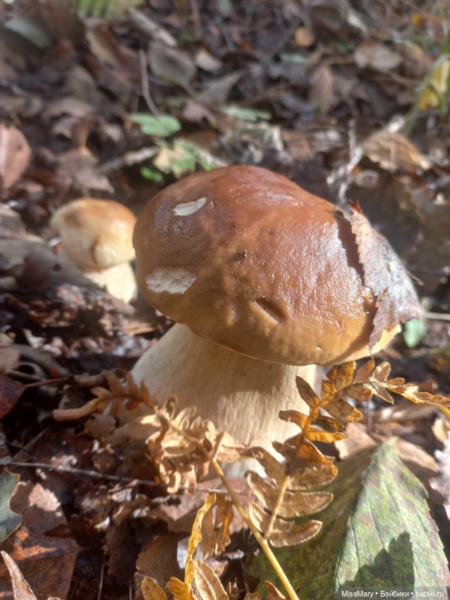 Веселые картинки. День грибника