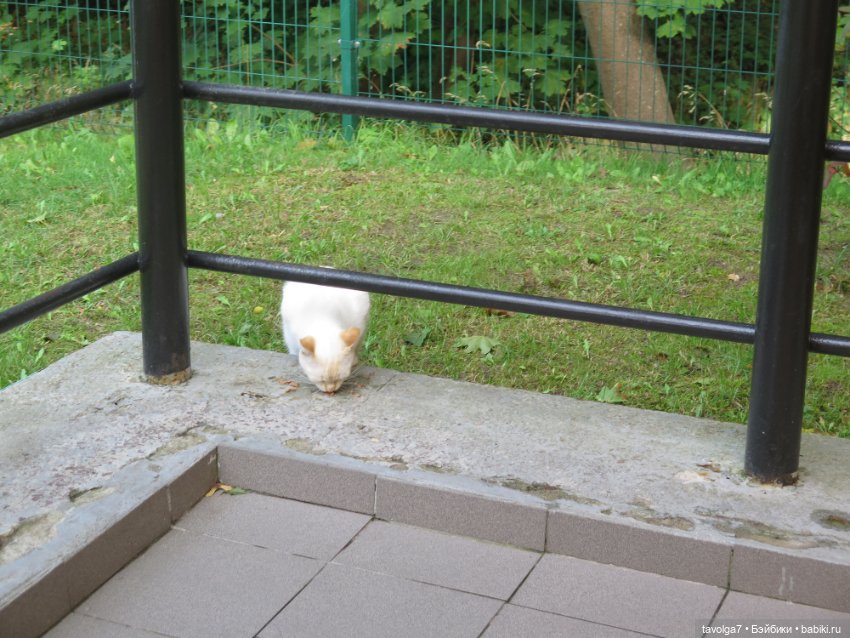 Пляж в Светлогорске на Мабон (фото 8)