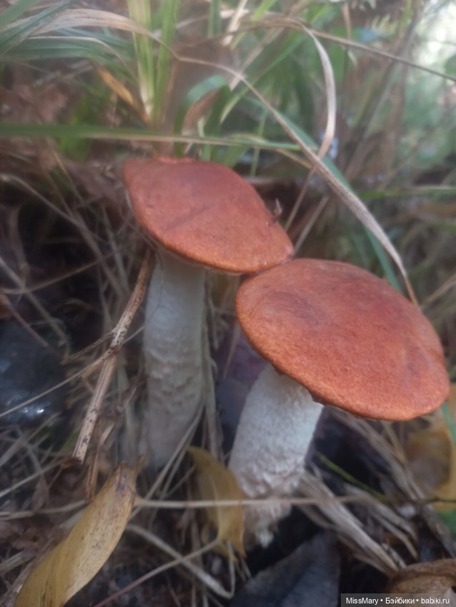 Веселые картинки. День грибника (фото 2)