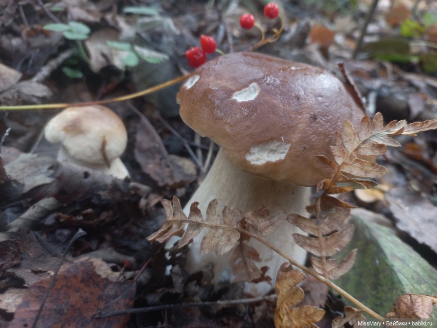 Веселые картинки. День грибника