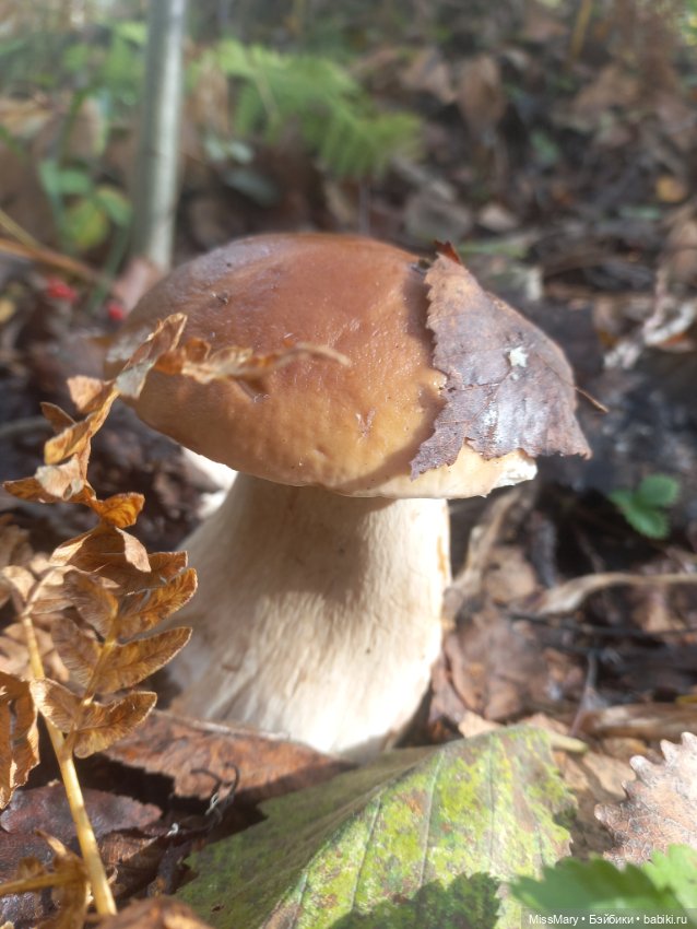 Веселые картинки. День грибника