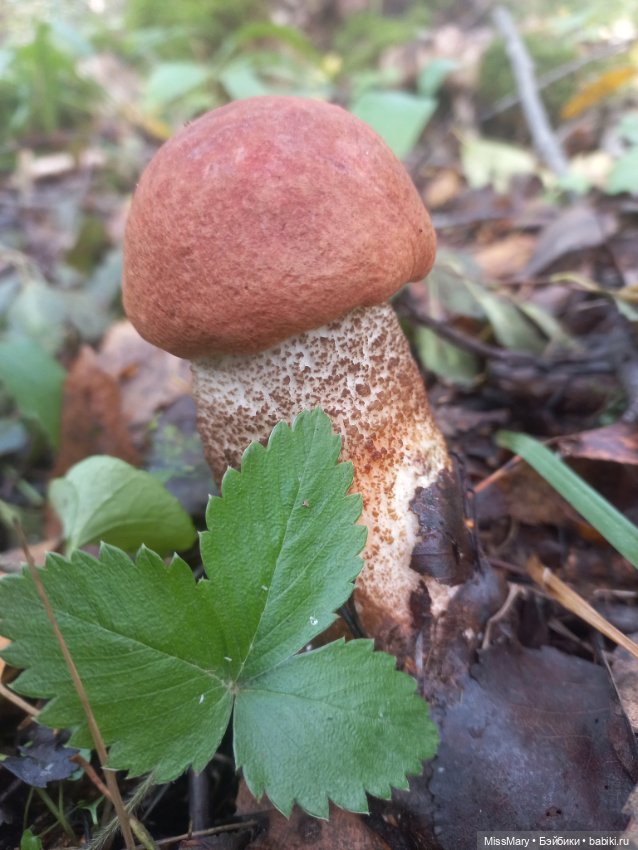 Веселые картинки. День грибника