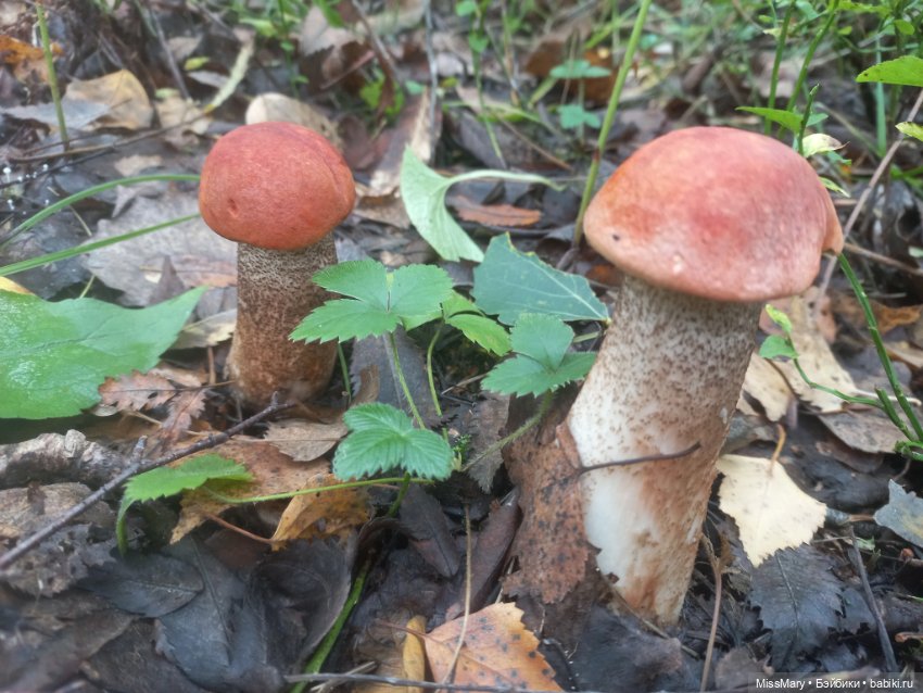 Веселые картинки. День грибника