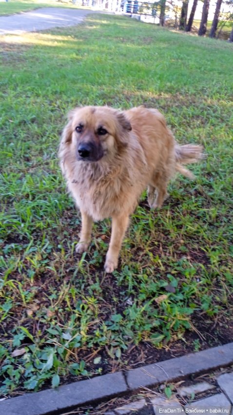 4 октября день защиты животных (фото 4)