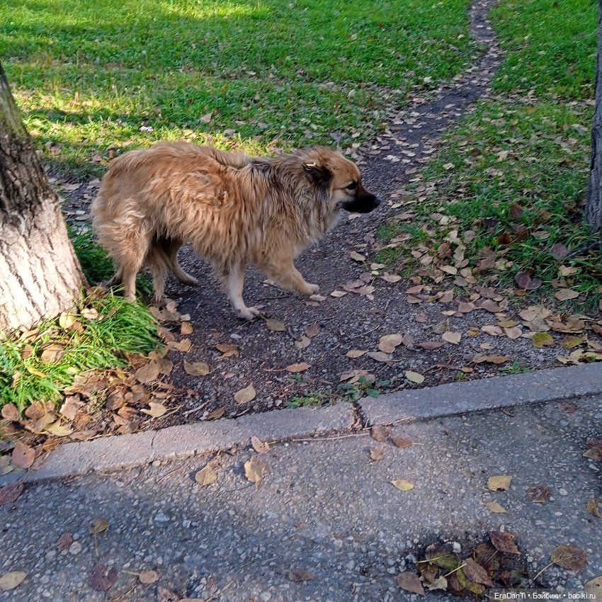 4 октября день защиты животных (фото 7)