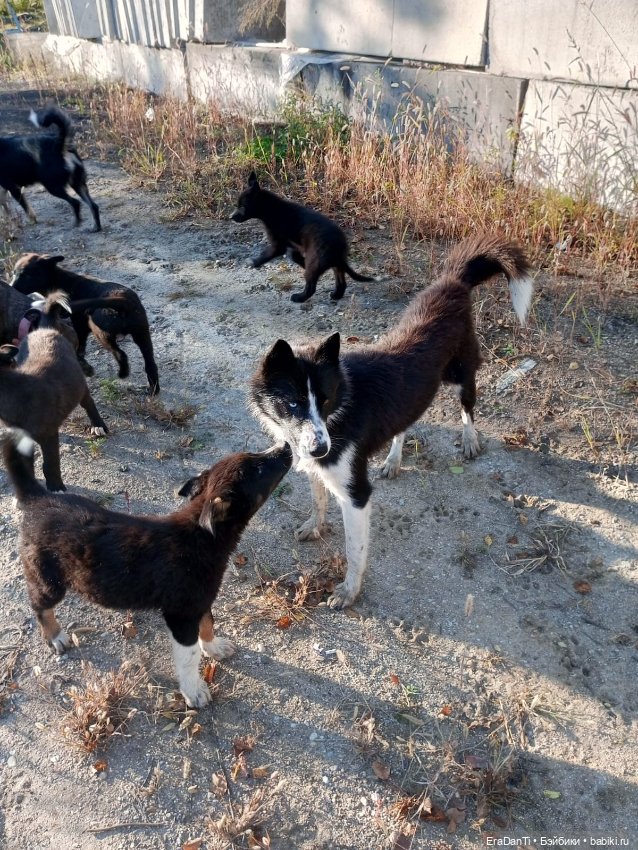 4 октября день защиты животных