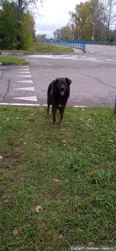 4 октября день защиты животных (фото 5)