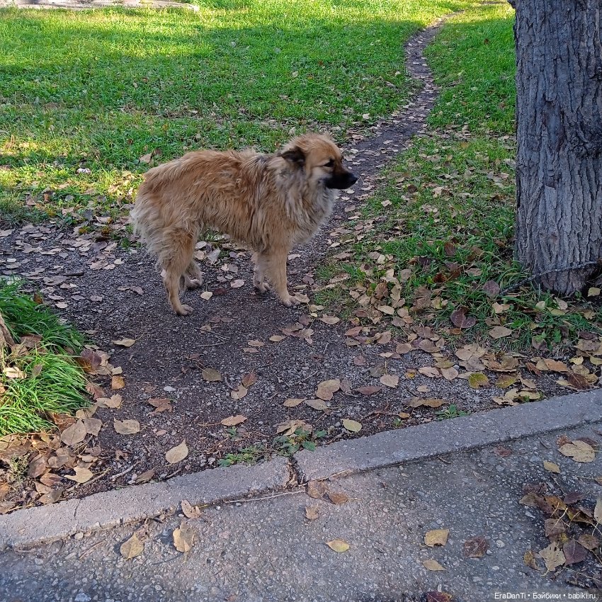 4 октября день защиты животных (фото 6)