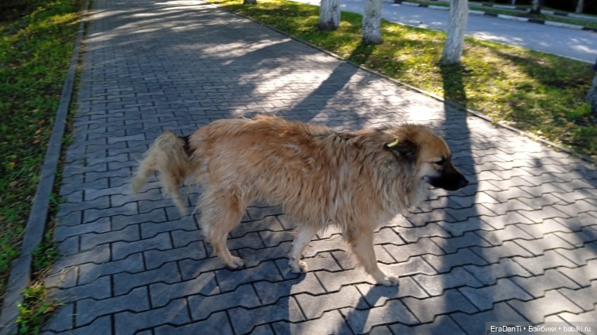 4 октября день защиты животных (фото 3)