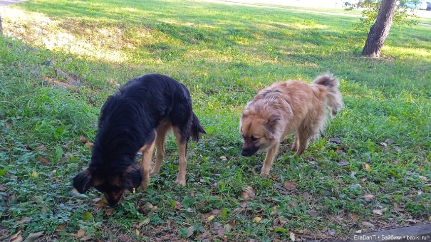 4 октября день защиты животных (фото 2)